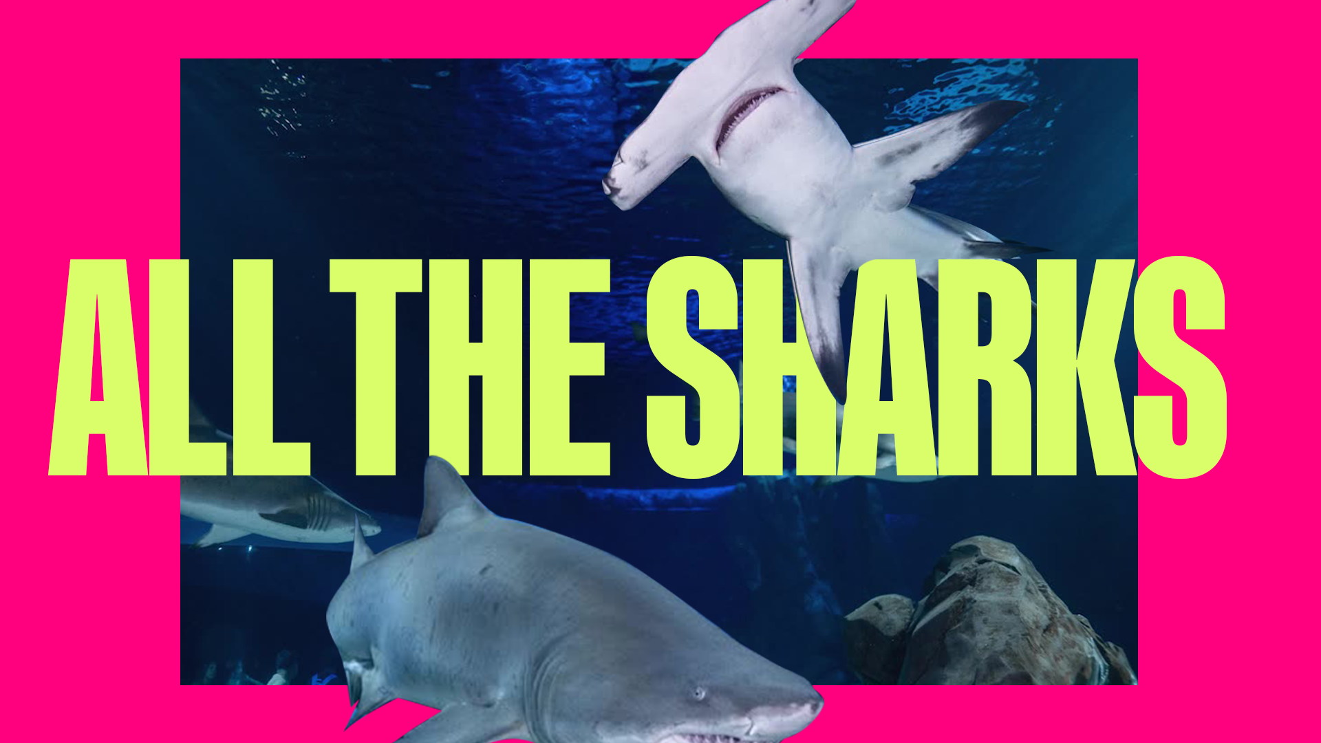 Georgia Aquarium — A playful visual language, image 5