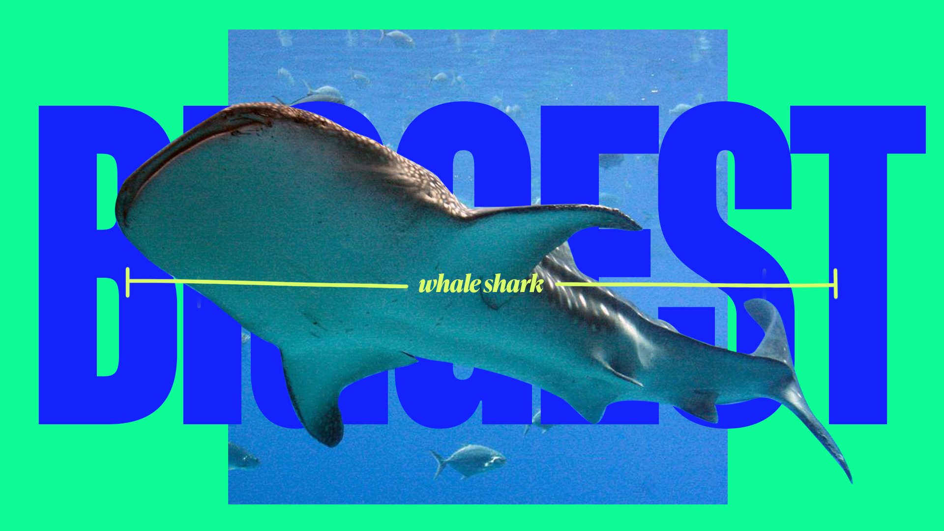 Georgia Aquarium — A playful visual language, image 3