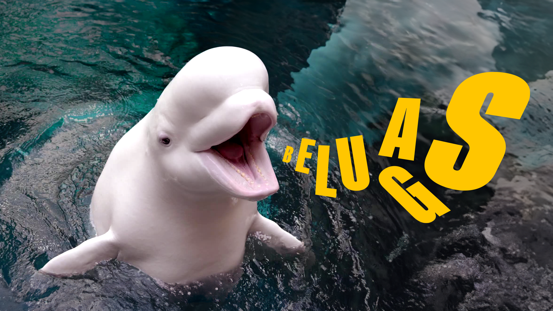 Georgia Aquarium — A playful visual language, image 4